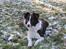 Border collie Pi