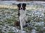 Border collie Pi