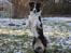 Border collie Pi