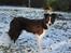 Border collie Pi