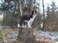 Border collie Pi