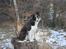 Border collie Pi