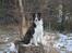Border collie Pi