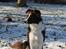 Border collie Pi
