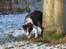 Border collie Pi