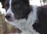 Border collie Pi