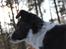 Border collie Pi