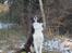 Border collie Pi
