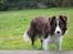 Border collie Pi