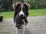 Border collie Pi