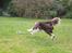 Border collie Pi