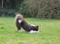 Border collie Pi