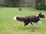 Border collie Pi