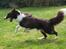 Border collie Pi