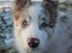 Border collie Low-key