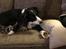 Border collie Tanya