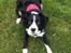 Border collie Tanya