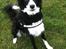 Border collie Tanya