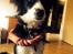 Border collie Tanya