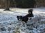 Border collie Low-key