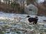 Border collie Low-key