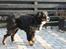Berner sennenhund lillefix