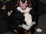 Berner sennenhund lillefix