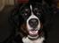 Berner sennenhund lillefix