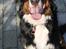 Berner sennenhund lillefix