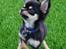 Chihuahua New Star Nova Be My Dream "Nova"