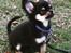 Chihuahua New Star Nova Be My Dream "Nova"