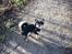 Chihuahua New Star Nova Be My Dream "Nova"