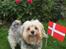 Blanding af racer Bello- Malteser/yorkshire - Bello 6 år