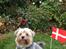 Blanding af racer Bello- Malteser/yorkshire - Bello 7 år