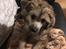 Chinese crested powder puff Kato