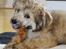 Chinese crested powder puff Kato