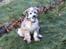Chinese crested powder puff Kato