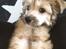 Chinese crested powder puff Kato