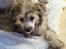 Chinese crested powder puff Kato