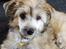 Chinese crested powder puff Kato