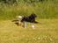 Labrador retriever Høstemark Pixie (Trine)