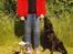 Labrador retriever Høstemark Pixie (Trine) - Kig på mig mor...det er jo mig der er dygtig :-)