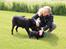 Labrador retriever Høstemark Pixie (Trine) - knus elsker den dejlige hund