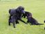 Labrador retriever Høstemark Pixie (Trine) - Altså hvorfor hører du aldrig efter lille pige?