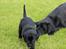 Labrador retriever Høstemark Pixie (Trine) - og så går du bare...jeg giver op :-)
