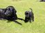 Labrador retriever Høstemark Pixie (Trine) - hvad ser vi på mor?