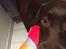 Labrador retriever Coco 