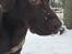 Labrador retriever Coco 