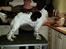 Engelsk springer spaniel Happy Lean´s Aya