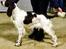 Engelsk springer spaniel Happy Lean´s Aya